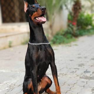 Doberman phone wallpaper