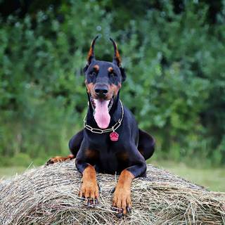 Doberman phone wallpaper