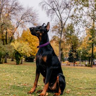 Doberman phone wallpaper