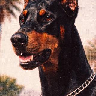 Doberman phone wallpaper