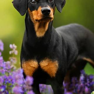 Doberman phone wallpaper