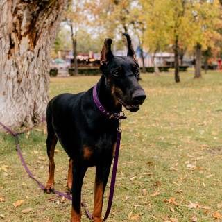 Doberman phone wallpaper