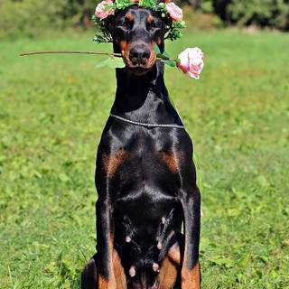 Doberman phone wallpaper