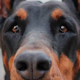 Doberman phone wallpaper