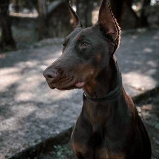 Doberman phone wallpaper