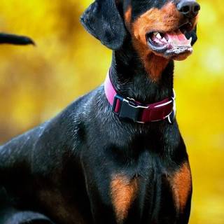 Doberman phone wallpaper