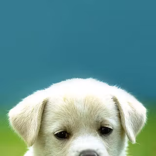Pets phone wallpaper