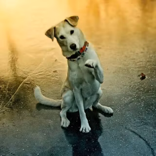 Pets phone wallpaper