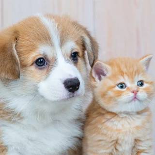 Pets phone wallpaper