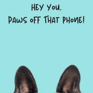 Pets phone wallpaper