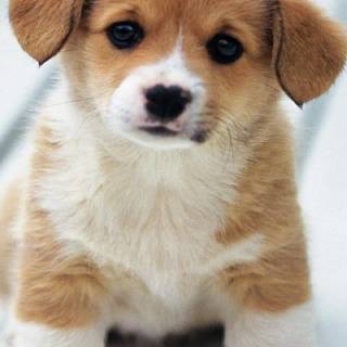 Pets phone wallpaper