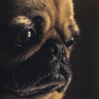 Pets phone wallpaper