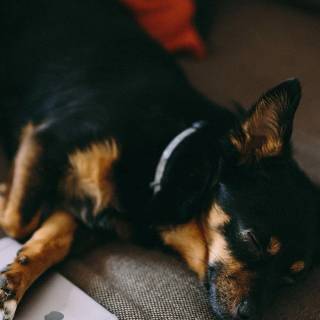 Pets phone wallpaper