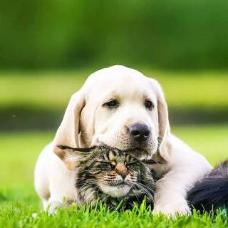 Pets phone wallpaper