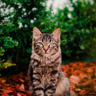 Pets phone wallpaper