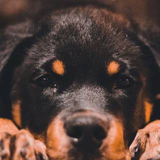 Pets phone wallpaper