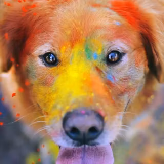 Pets phone wallpaper