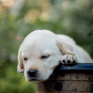 Pets phone wallpaper