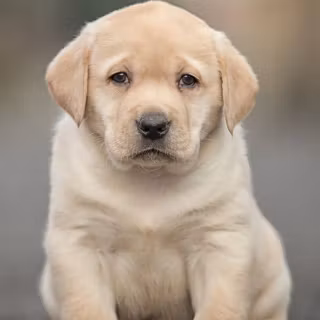 Pets phone wallpaper