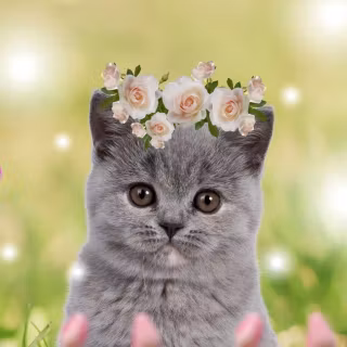 Pets phone wallpaper