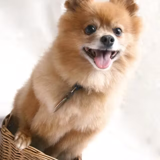 Pets phone wallpaper