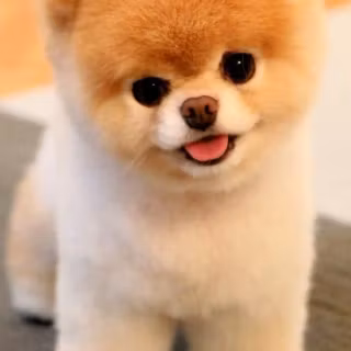 Pets phone wallpaper