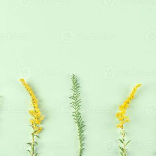 Light green aesthetic desktop wallpaper
