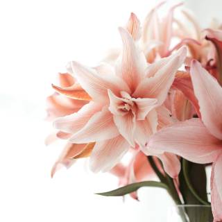 Amaryllis flowers wallpaper