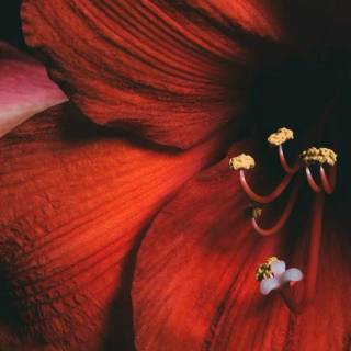 Amaryllis flowers wallpaper