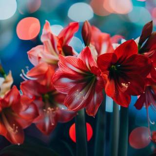 Amaryllis flowers wallpaper