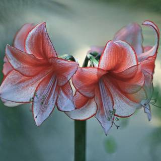 Amaryllis flowers wallpaper