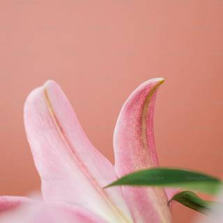 Amaryllis flowers wallpaper