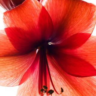 Amaryllis flowers wallpaper
