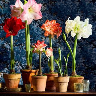 Amaryllis flowers wallpaper