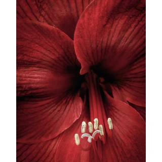 Amaryllis flowers wallpaper