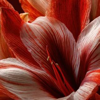 Amaryllis flowers wallpaper