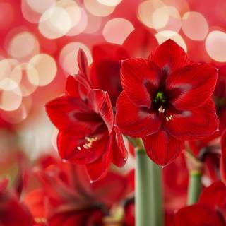 Amaryllis flowers wallpaper
