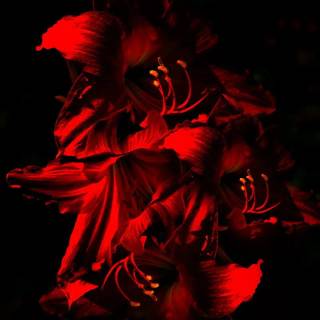 Amaryllis flowers wallpaper