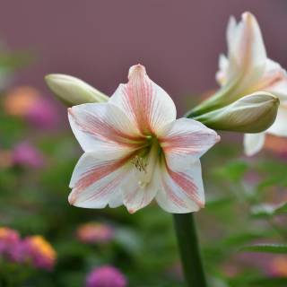 Amaryllis flowers wallpaper