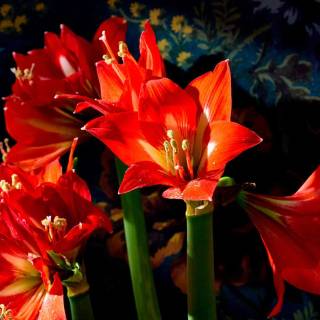 Amaryllis flowers wallpaper
