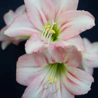 Amaryllis flowers wallpaper