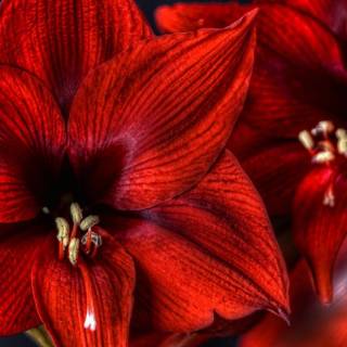 Amaryllis flowers wallpaper