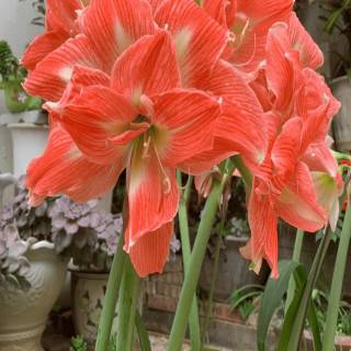 Amaryllis flowers wallpaper