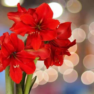 Amaryllis flowers wallpaper
