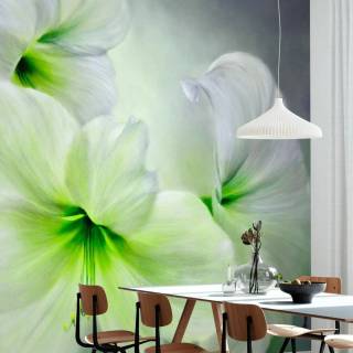 Amaryllis flowers wallpaper