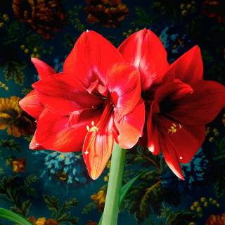Amaryllis flowers wallpaper