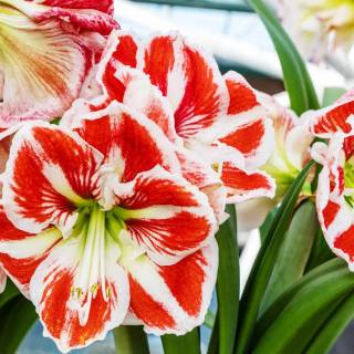 Amaryllis flowers wallpaper