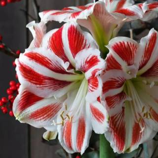 Amaryllis flowers wallpaper