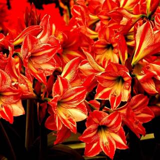 Amaryllis flowers wallpaper