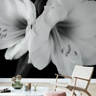 Amaryllis flowers wallpaper